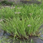 Okrasa okolíkatá (Butomus umbellatus) - kont. P9 